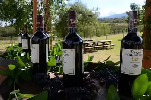 Imagen LANZAMIENTO CEPA MERLOT